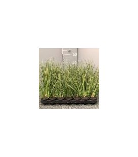 Acorus variegata Ø 08