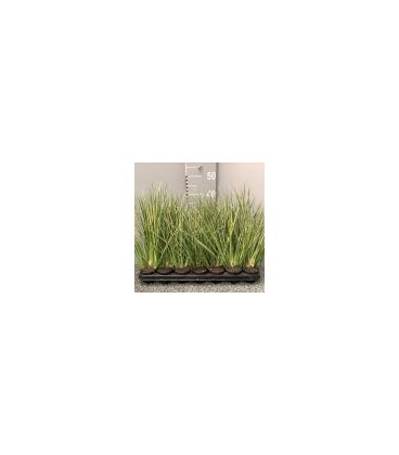 Acorus Calamus Pot de 8