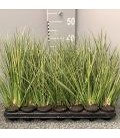 Acorus variegata Ø 08