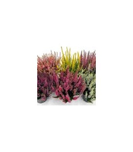 Calluna  Ø 10  Rouge et Blanc