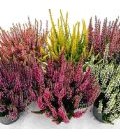 Calluna  Ø 10  Rouge et Blanc