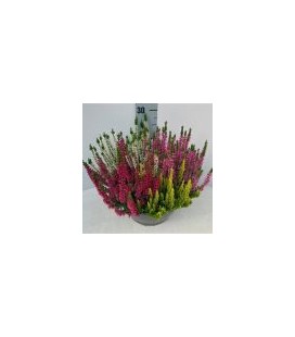 Calluna Mosaica coupe Ø 23