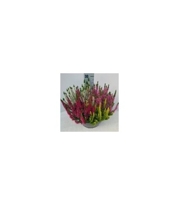 Calluna Mosaica coupe Ø 23