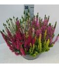 Calluna Mosaica coupe Ø 23