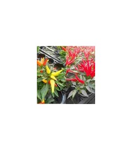 Capsicum Ø 10.5