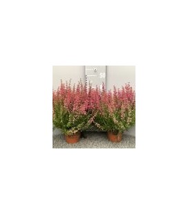 Bruyere Gracilis pot de 13 