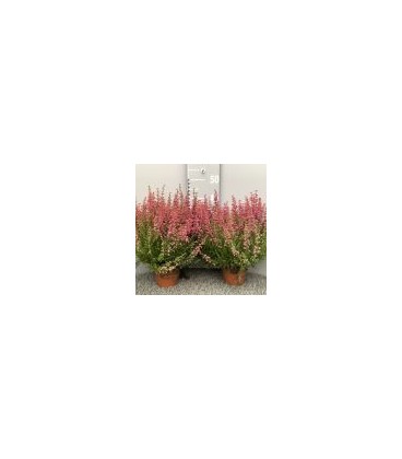 Bruyere Gracilis pot de 13 rose