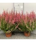 Bruyere Gracilis pot de 13 