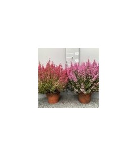 Erica Gracilis Ø 16 rouge ou rose