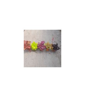 Heuchere Mix  Ø10.5