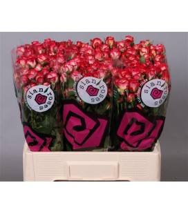Rose Branchue Summer Dance 60 cm