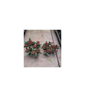 Skimmia 5+ Fleurs Ø 10.5