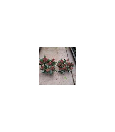 Skimmia 5+ Fleurs Ø 10.5