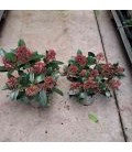 Skimmia 5+ Fleurs Ø 10.5