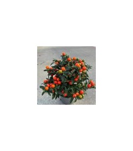 Solanum thorino pot de 13