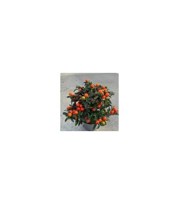 Solanum thorino pot de 13