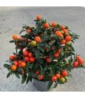 Solanum thorino pot de 13