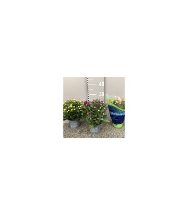 Chrysantheme mix Ø 12