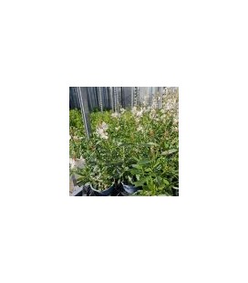 Gaura Blanc Ø 10.5