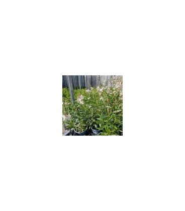 Gaura Blanc Ø 10.5