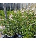 Gaura Blanc Ø 10.5