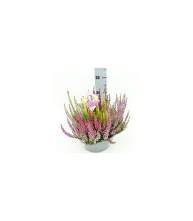 Calluna High five coupe Ø 23