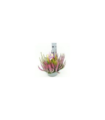 Calluna High five coupe Ø 23