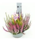 Calluna High five coupe Ø 23