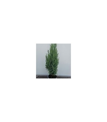 Ellwoodie Pot de 10.5 h35