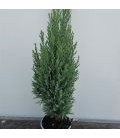 Ellwoodie Pot de 10.5 h35