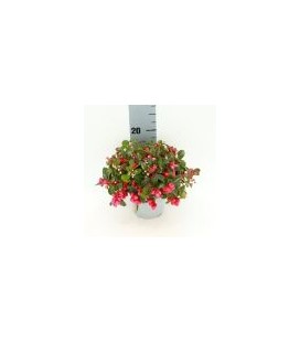 Gaulteria pot de 12