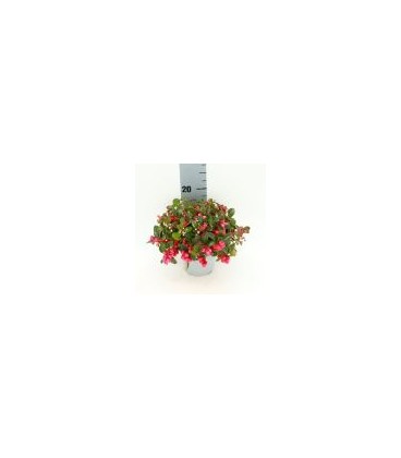 Gaulteria pot de 13 
