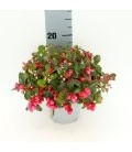 Gaulteria pot de 13 