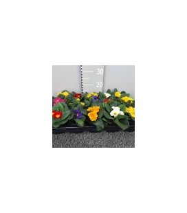 Primevere acaulis (Hertel) Ø 10.5