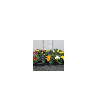 Primevere acaulis (Hertel) Ø 10.5