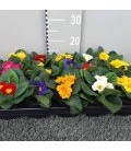 Primevere acaulis (Hertel) Ø 10.5
