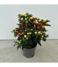 Solanum Light Thorino Ø 10.5