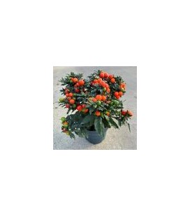 Solanum Supreme Ø 17