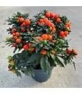 Solanum Supreme Ø 17