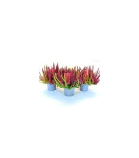 Calluna Symphony Ø 13