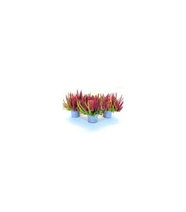 Calluna Symphony Ø 13