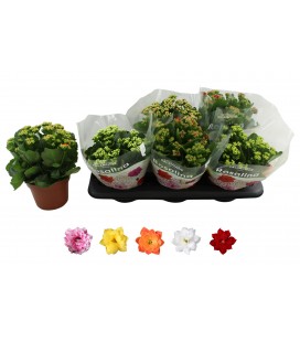 Kalanchoe mix Ø15
