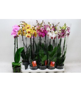 Phalaenopsis Ø 12h 60 2 b