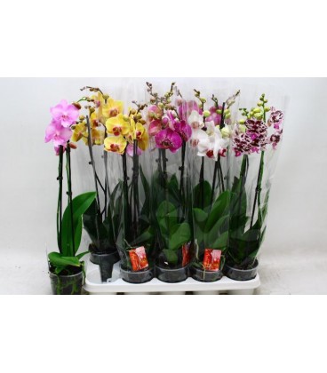 Phalaenopsis Ø 12h 60 2 b