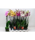 Phalaenopsis Ø 12h 60 2 b