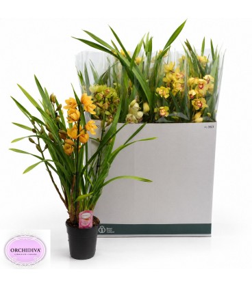 Cymbidium mix Ø14 h 70  mix 3fl