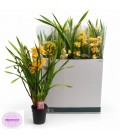 Cymbidium mix Ø14 h 85 cm 4 fl