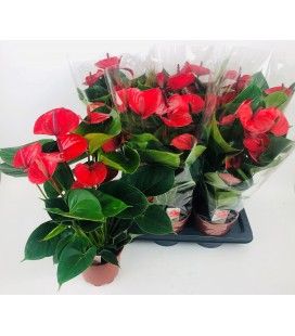 Anthurium Alma Ø 17