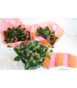 Kalanchoe coupe carnal Ø 23