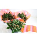 Kalanchoe coupe carnal Ø 23